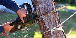 How Our Tree Care Process Works  in  Chase, PA