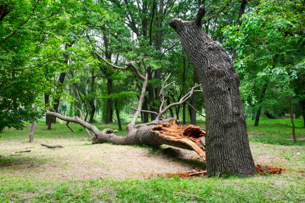 Best Lawn Pest Prevention  in Chase, PA